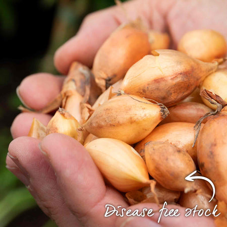 White Onion Sets 'Growers Pick'