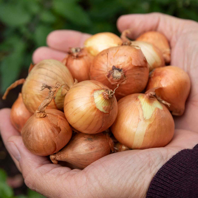 Shallot Sets 'Yellow Moon'
