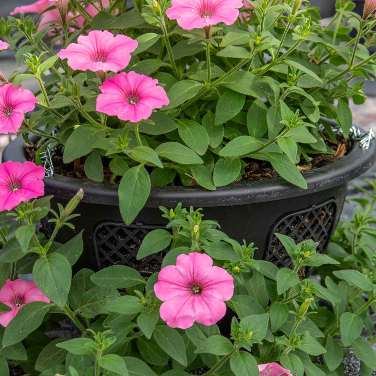 Easy Fill Hanging Basket in Black