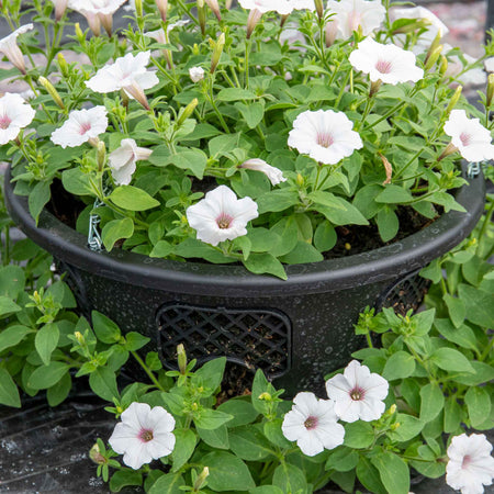 Easy Fill Hanging Basket in Black