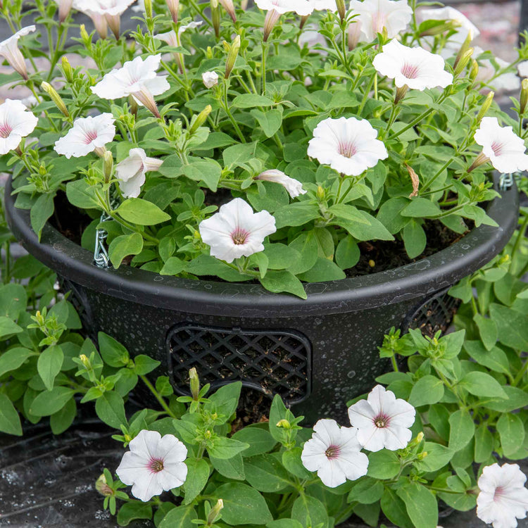 Easy Fill Hanging Basket in Black