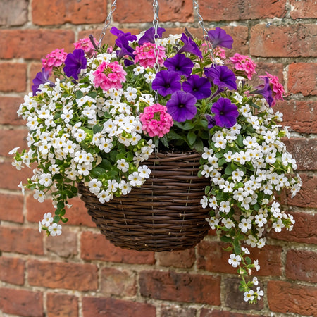Hanging Basket 6 Plug Collection