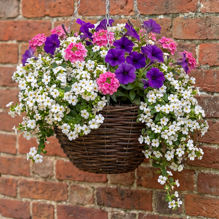 Hanging Basket 6 Plug Collection