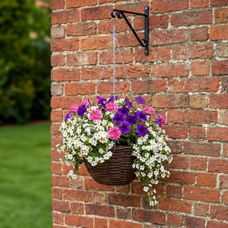 Hanging Basket 6 Plug Collection
