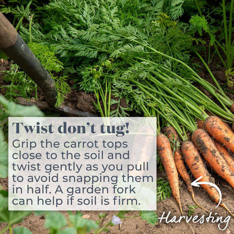 Carrot 'Chantenay'