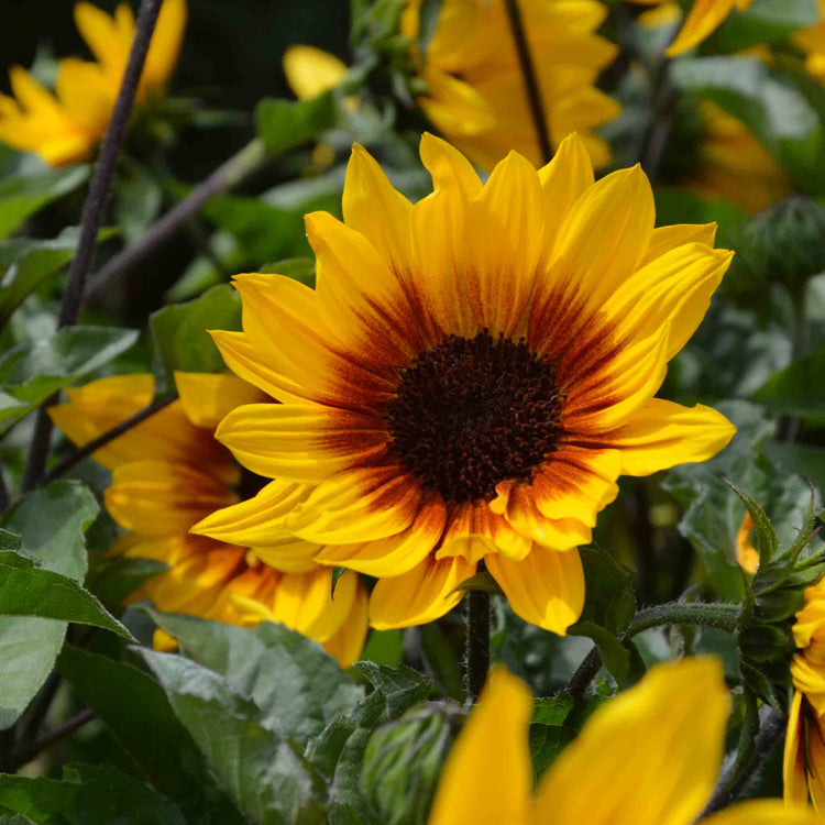 Sunflower Plant 'Sunbelievable Brown Eyed Girl'