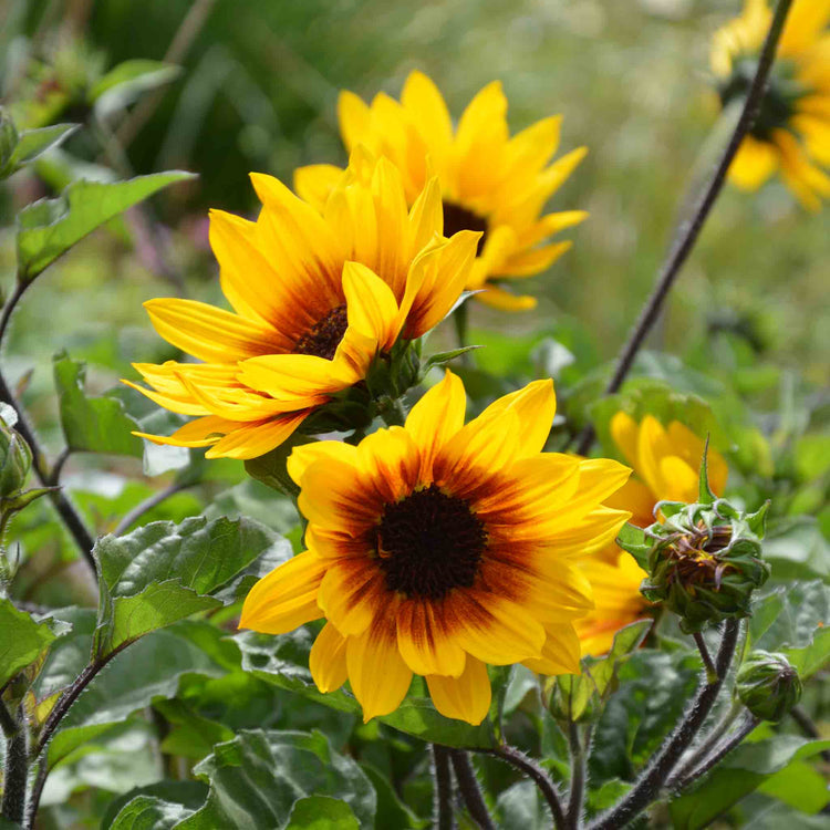 Sunflower Plant 'Sunbelievable Brown Eyed Girl'