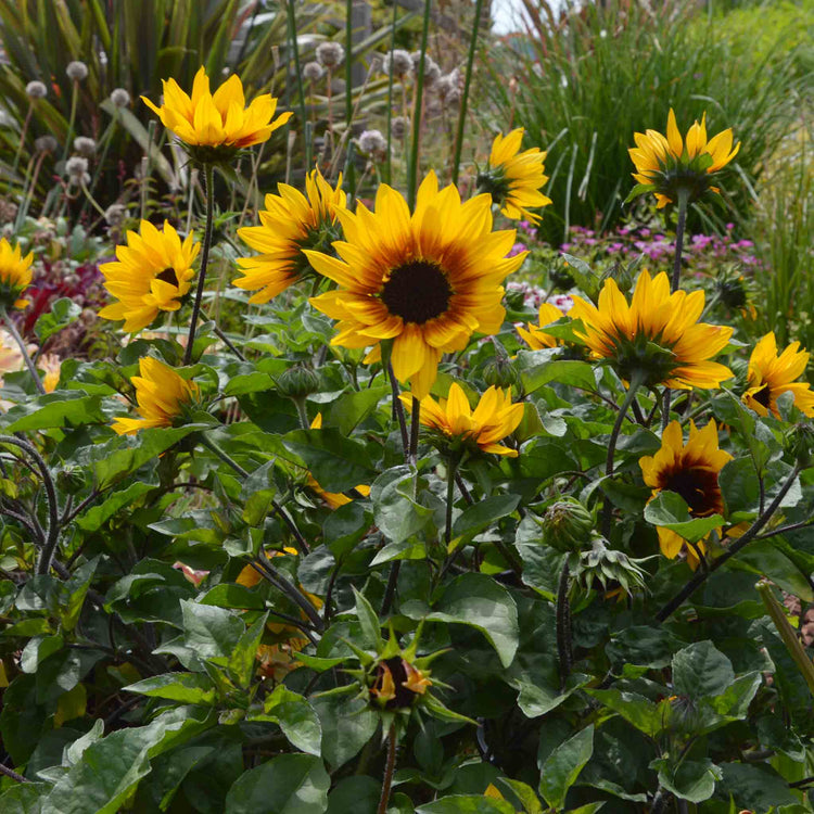 Sunflower Plant 'Sunbelievable Brown Eyed Girl'