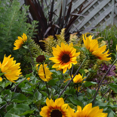 Sunflower Plant 'Sunbelievable Brown Eyed Girl'