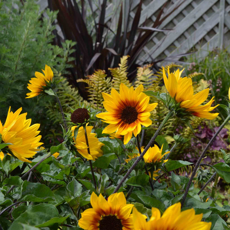 Sunflower Plant 'Sunbelievable Brown Eyed Girl'