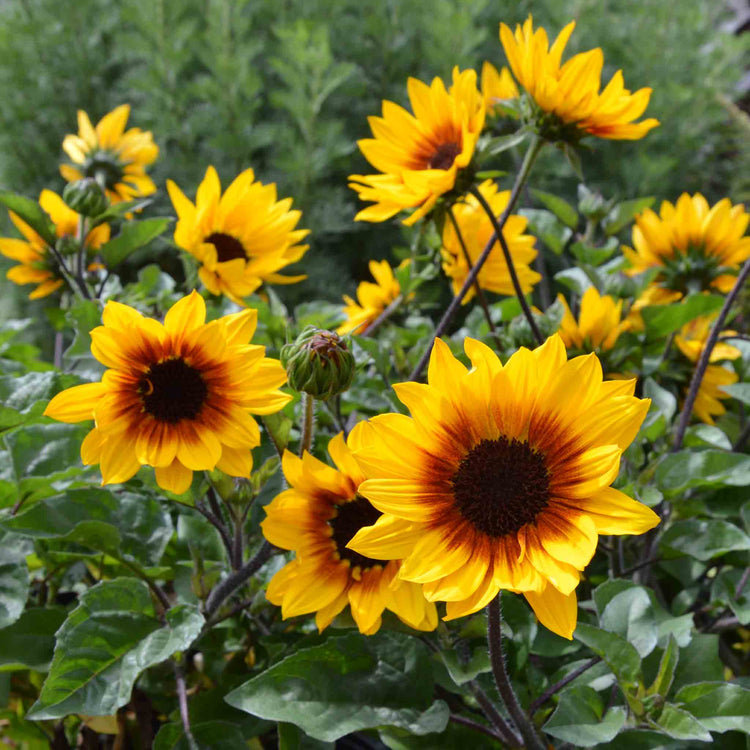 Sunflower Plant 'Sunbelievable Brown Eyed Girl'