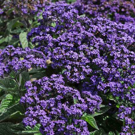 Heliotrope Plant 'Honey Blue'