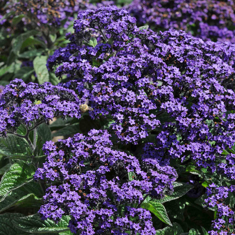 Heliotrope Plant 'Honey Blue'