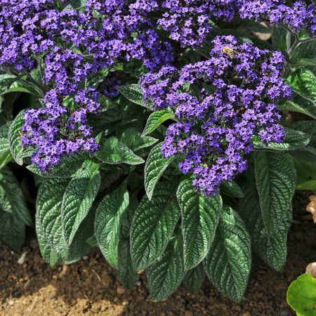 Heliotrope Plant 'Honey Blue'