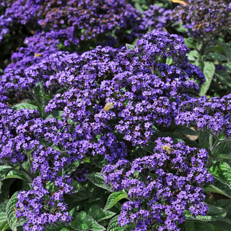 Heliotrope Plant 'Honey Blue'