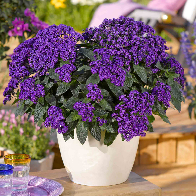 Heliotrope Plant 'Honey Blue'