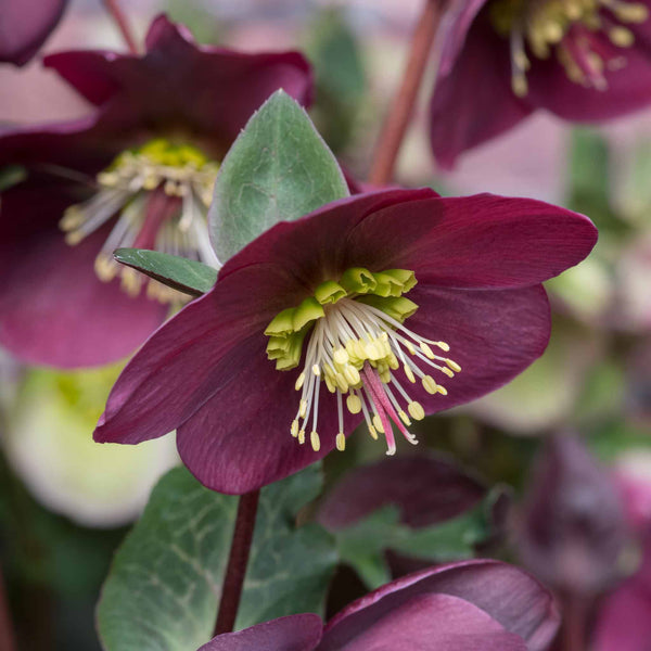 Hellebore Plant 'Frost Kiss Anna's Red'