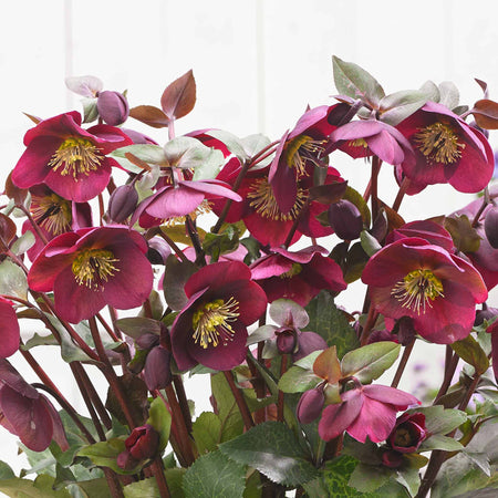 Hellebore Plant 'Frost Kiss Anna's Red'