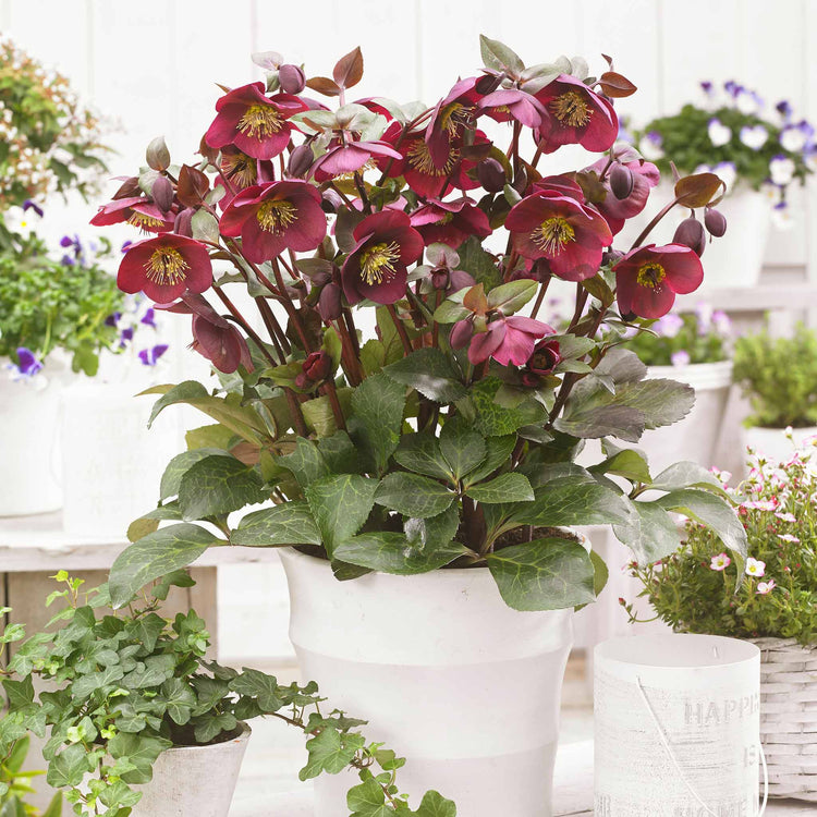 Hellebore Plant 'Frost Kiss Anna's Red'