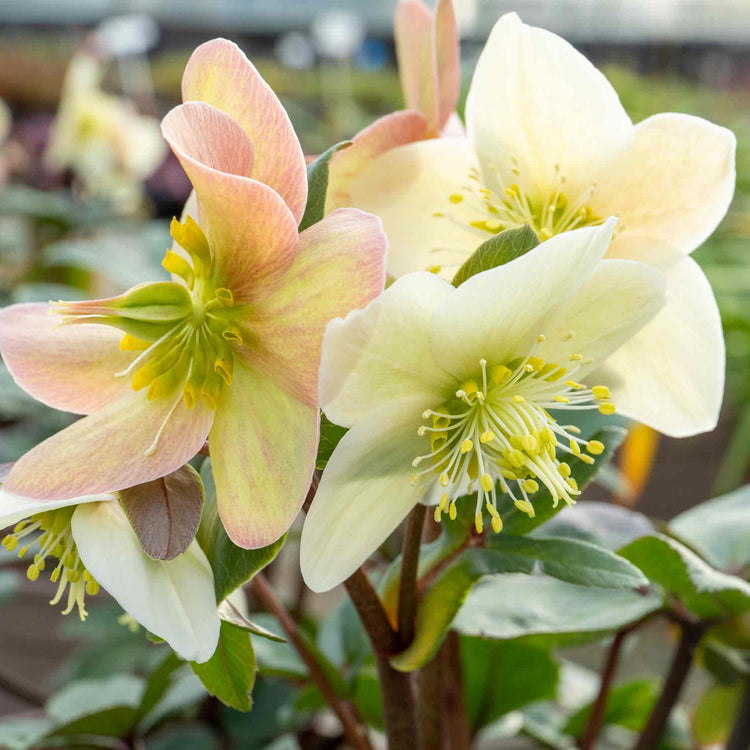 Helleborus 'Snow Dance'