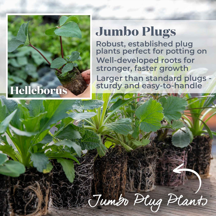 Helleborus 'Ice 'N' Roses Rose'