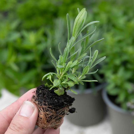 Tarragon Plant