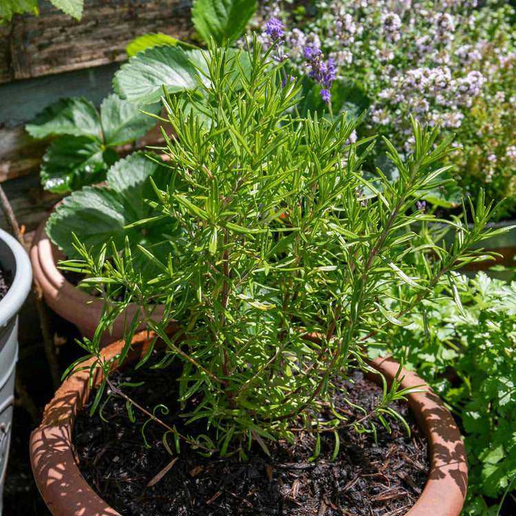 Rosemary Plant 'Salvia Rosmarinus'