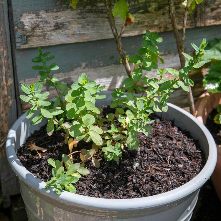 St Johns Wort Plant 'Hypericum Perforatum'