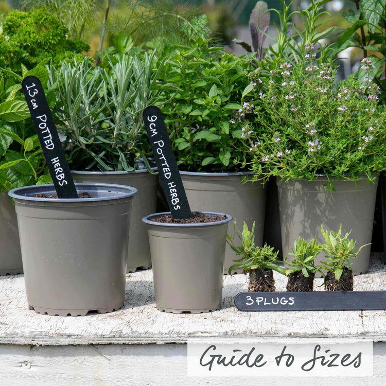 Lavender Plant 'Hidcote'