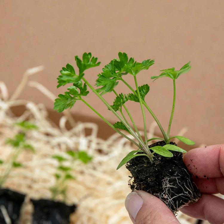 Parsley Plant 'Moss Curled'