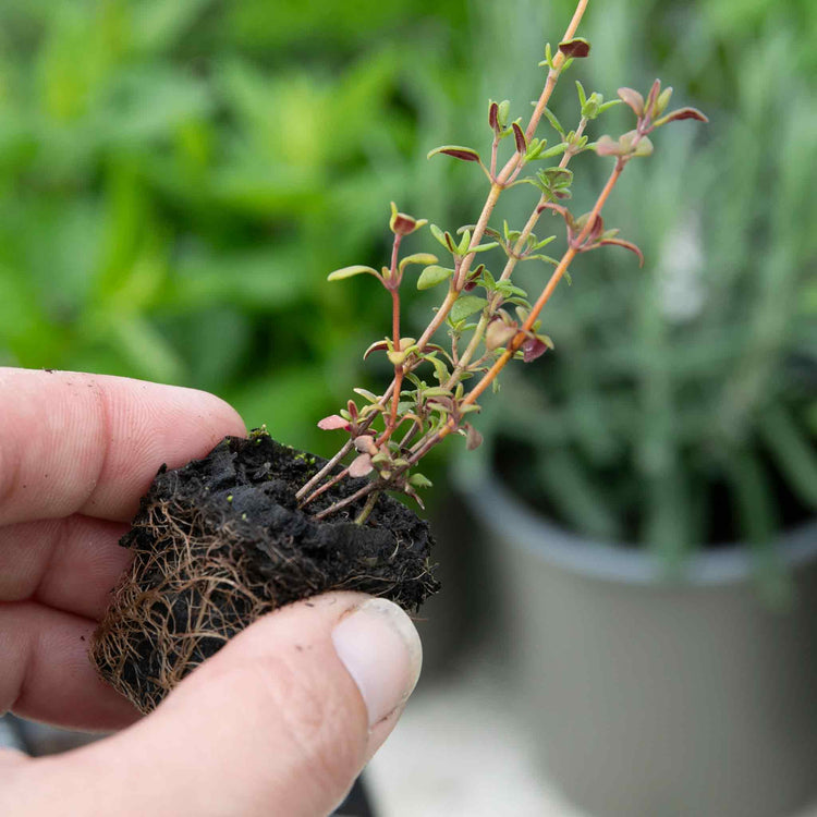 Thyme Plant 'Common'