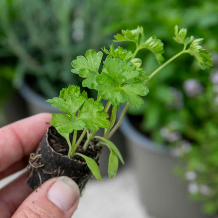 Coriander Plant