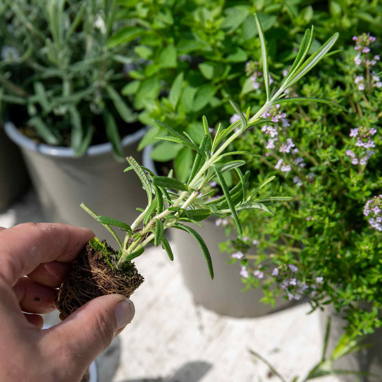 Rosemary Plant 'Salvia Rosmarinus'