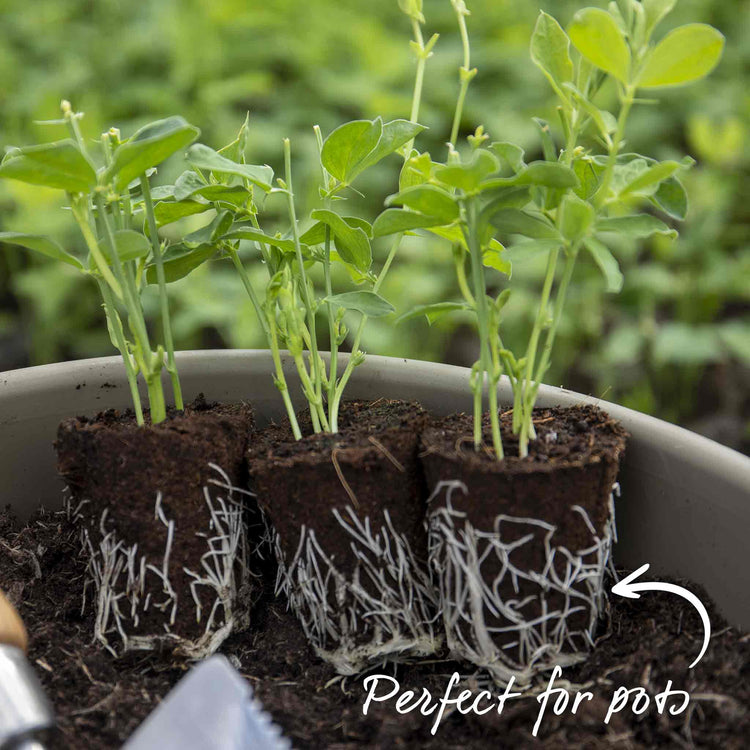 Sweet Pea Plant 'Almost Black'