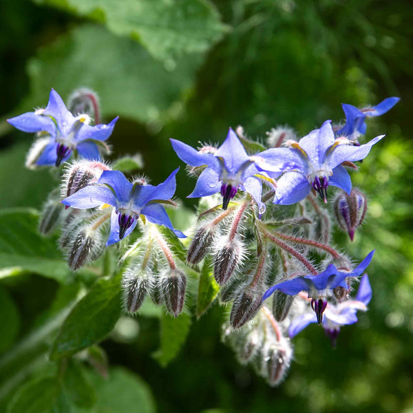 Borage Plant