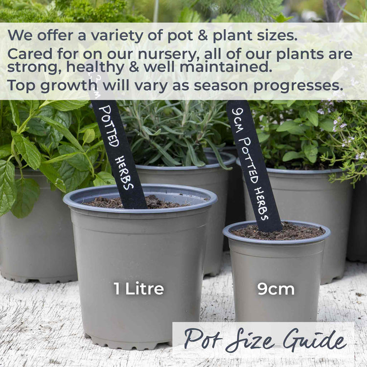 mint plant pot size Mint Plant 'Spearmint Mentha Spicata'