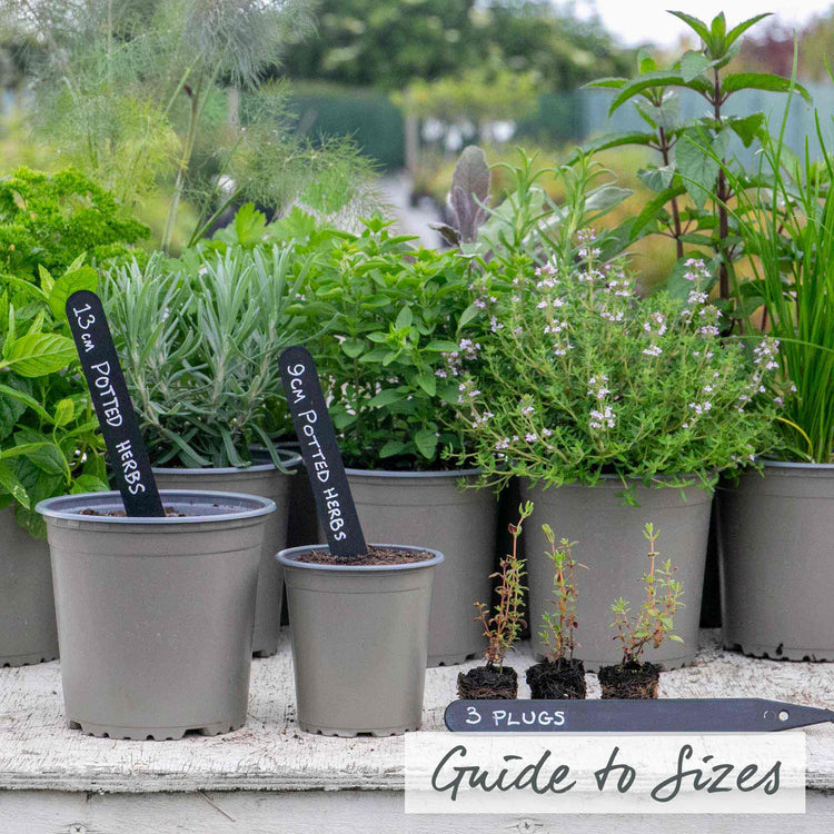 Thyme Plant 'Common'