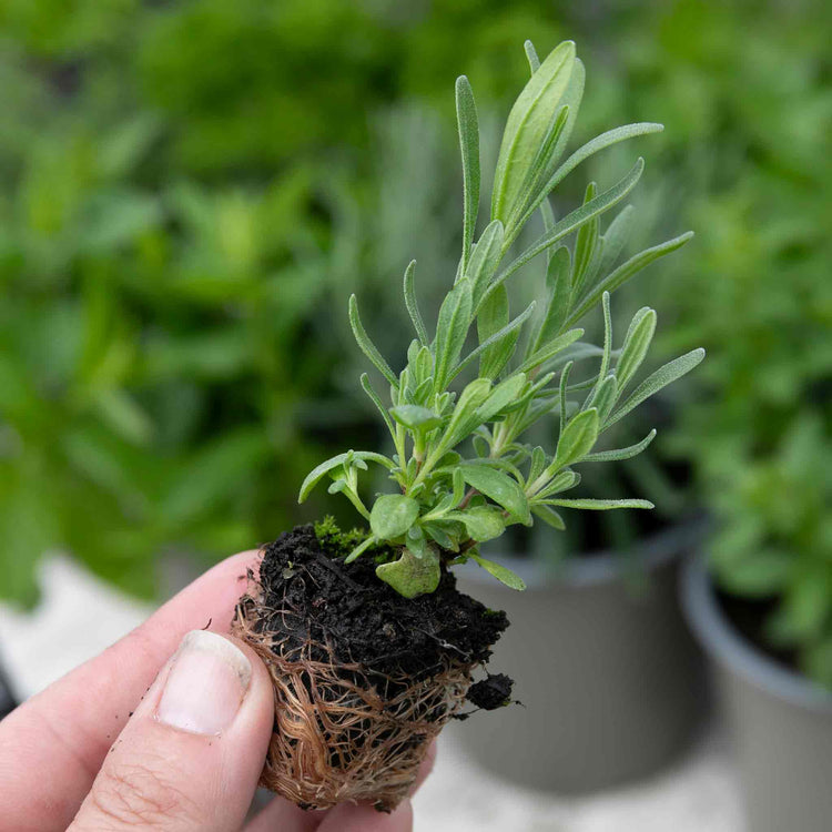 house plant in french French Tarragon Plants