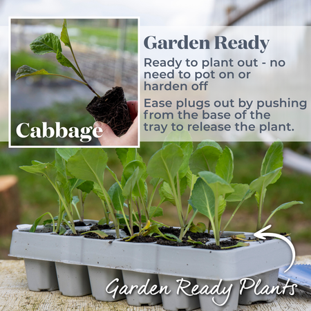 Spring Cabbage 'Duchy'