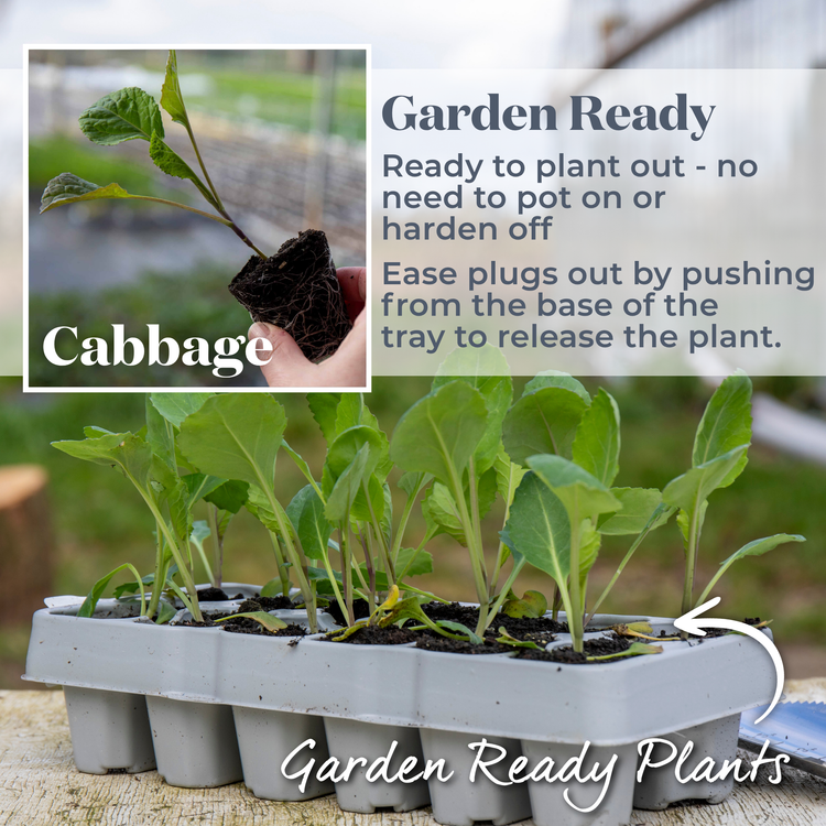Spring Cabbage 'Duchy'