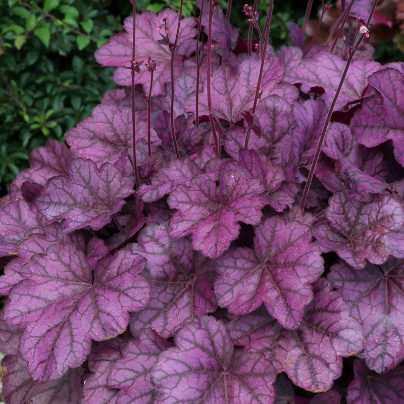Heuchera Plant 'Wild Rose'
