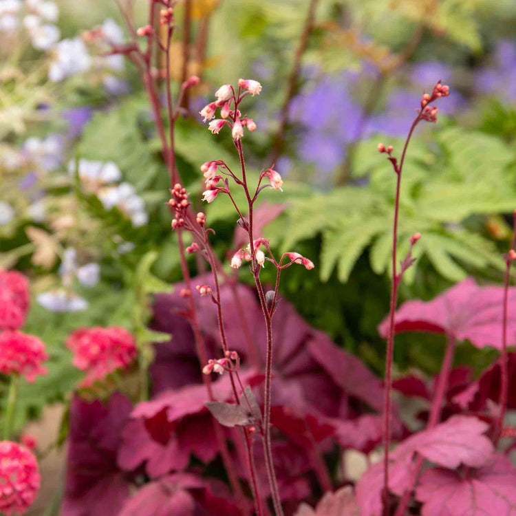 Heuchera Plant 'Wild Rose'