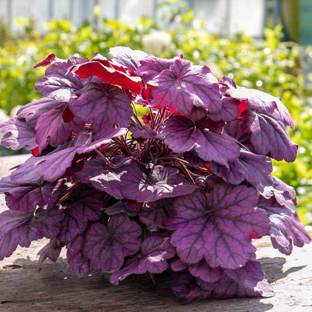 Heuchera Plant 'Wild Rose'