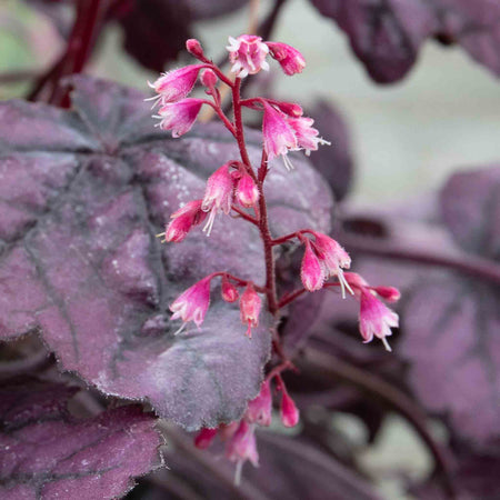 Heuchera Plant 'Wild Rose'