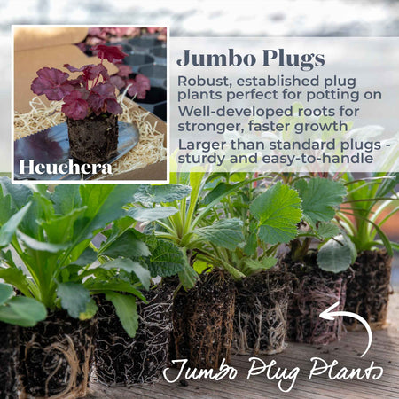 Heuchera Plant 'Wild Rose'