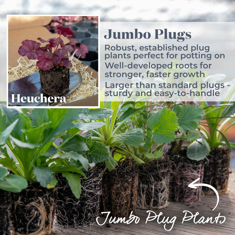 Heuchera Plant 'Wild Rose'