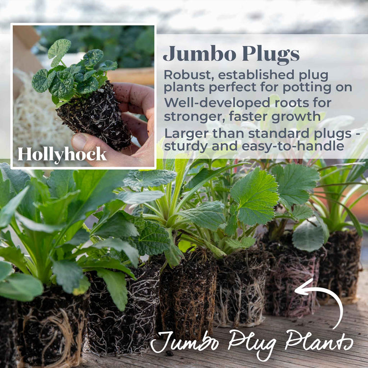 Hollyhock Plant 'Halo Mix'