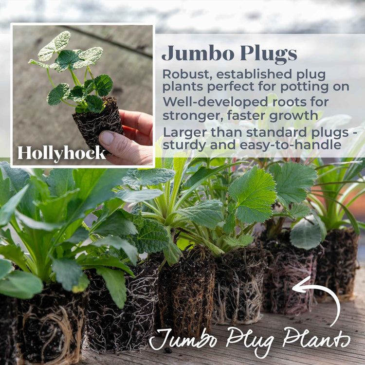 Hollyhock Plant 'Chater's Double Mixed'