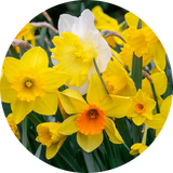 Daffodils