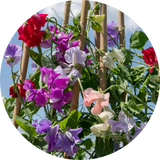 Sweet Pea Seeds